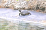 Red-Eared Sliding Turtle