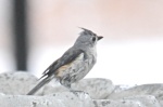 A Wet Tufted Titmouse
