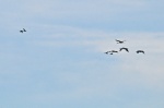 Sandhill Cranes and Ducks