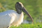 Wood Stork, Sumter County, FL